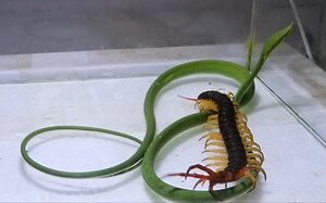 遇到蜈蚣