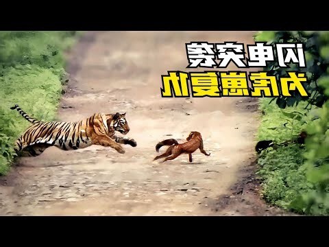 男猴女虎