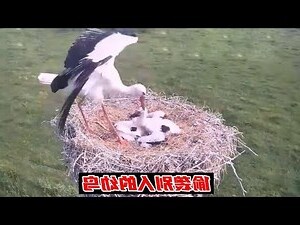 鳥媽媽棄巢
