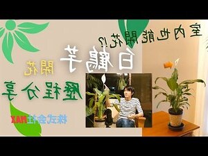 白鶴花