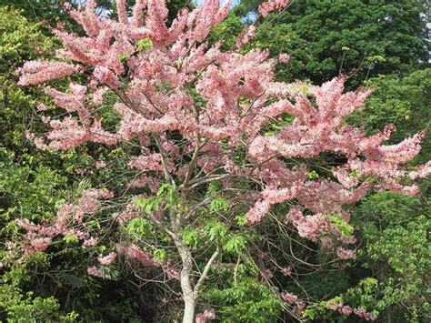 開花樹