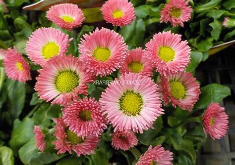 雛菊