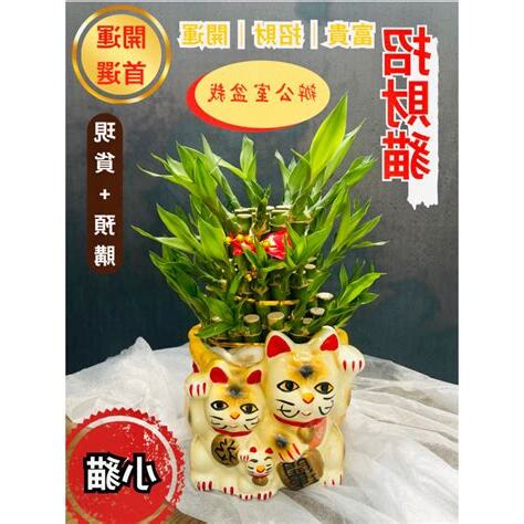 辦公室水耕植物風水