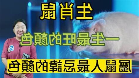 屬鼠顏色