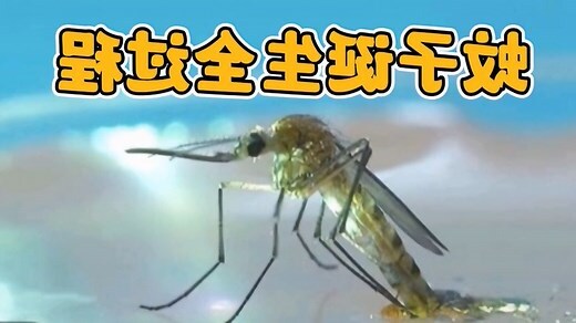 家裡出現大蚊子