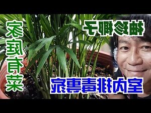 袖珍椰子室內