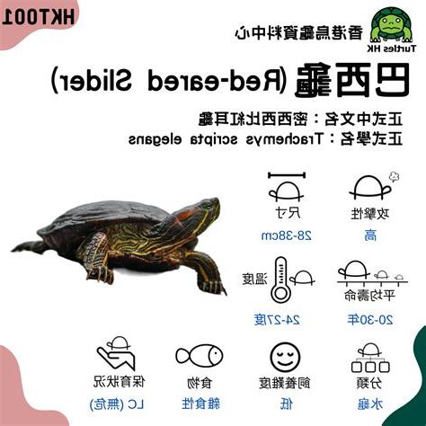 烏龜年紀怎麼算