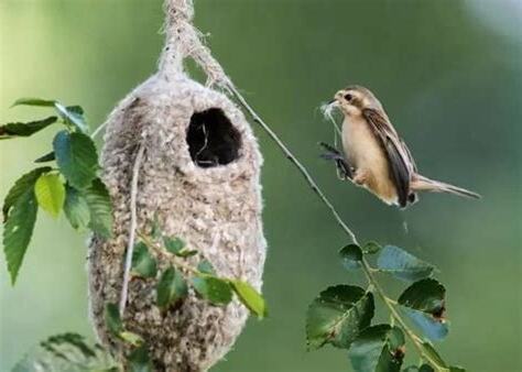 鸟在家筑巢