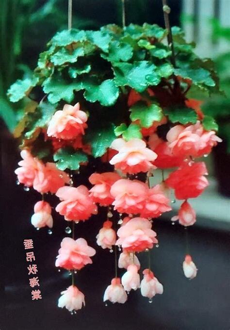 垂吊秋海棠