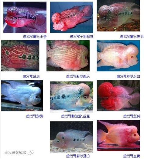 品种排名罗汉鱼品种