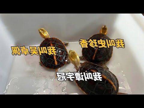 烏龜吉祥名字