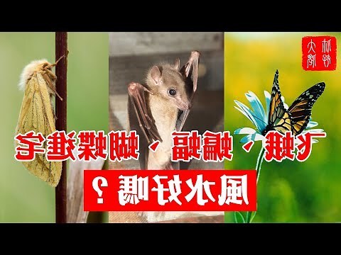 蝙蝠為什麼會跑進家裡