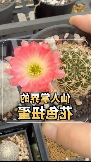 仙人掌開花時間