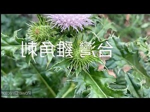 何首烏根