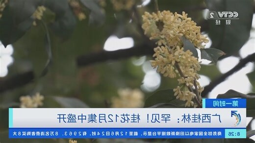桂林桂花