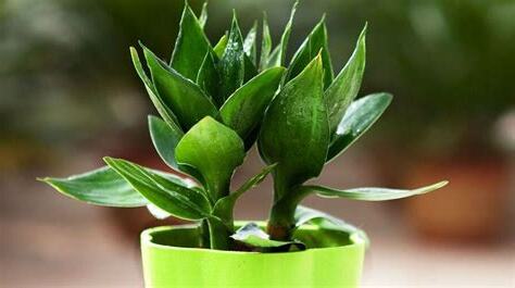 店門口招財植物