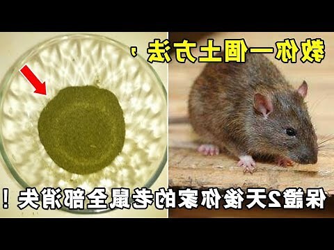 老鼠討厭的東西