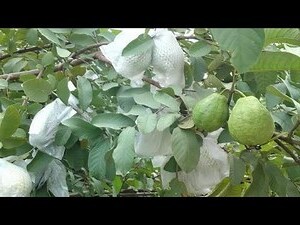 番石榴树风水