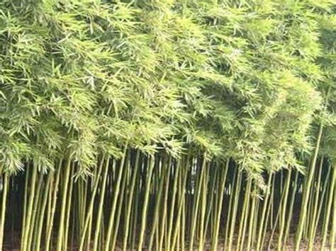 觀賞竹種植
