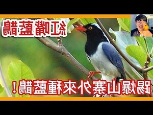 燕子會攻擊人嗎