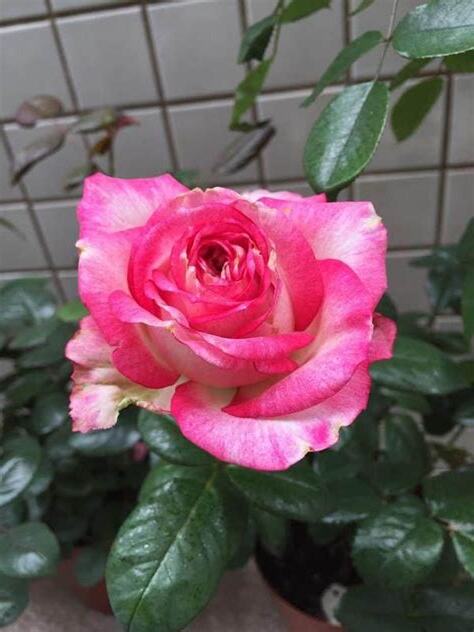 家裡種玫瑰花好嗎