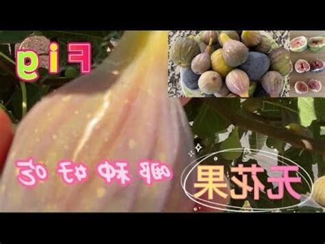 無花果好種嗎