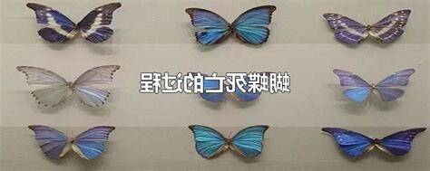 蝴蝶死亡象徵