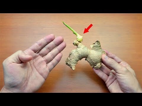 薑發芽怎麼辦