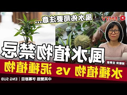 泥種植物風水2023