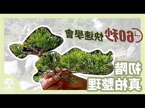 針柏樹修剪
