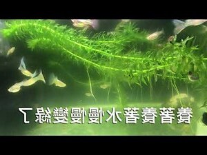 魚缸綠水好嗎