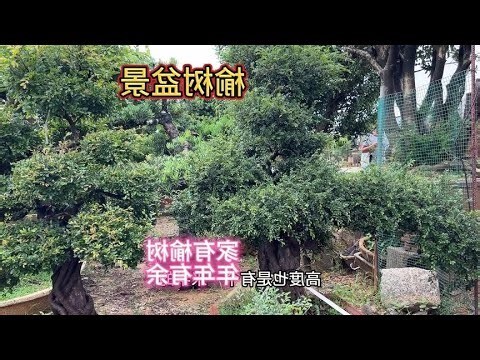 宅後有榆菜單