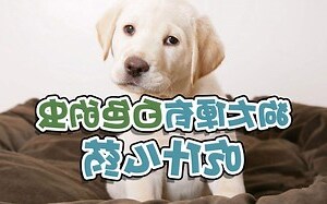 狗狗大便有白色的蟲