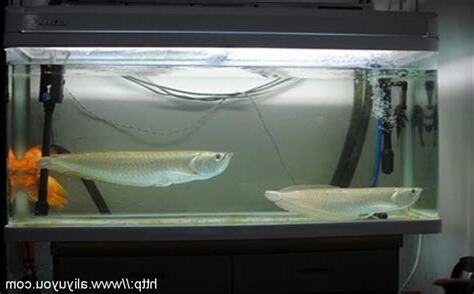 銀龍魚飼養