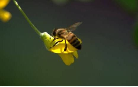 蜜蜂代表什麼