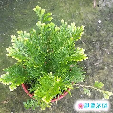 黃金卷柏風水