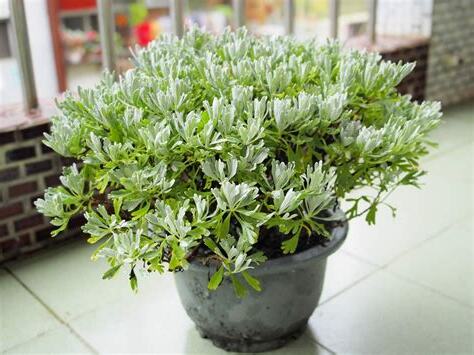 避邪植物