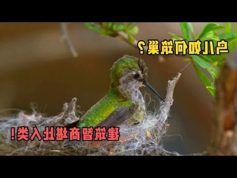 鸟儿筑巢风水