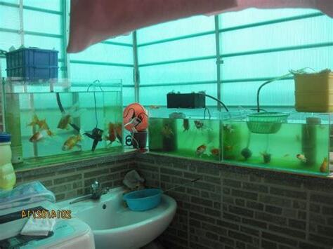 陽台可以養魚嗎