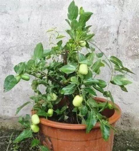 不用常澆水的果樹