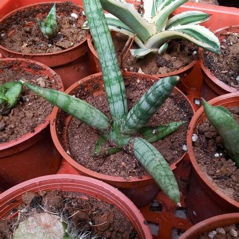 佛手虎尾蘭分株