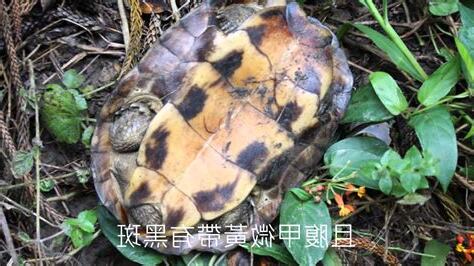 土烏龜