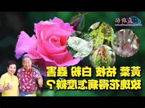 玫瑰花有蟲