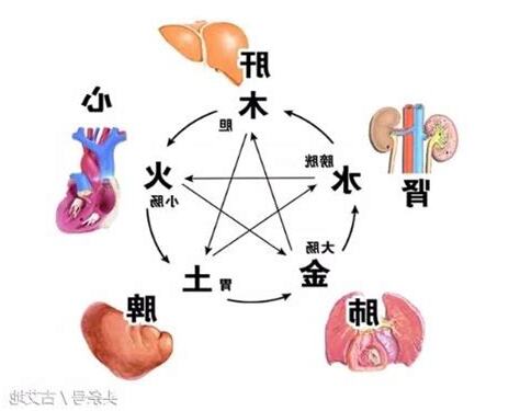 五臟六腑對應