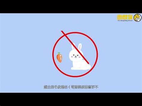 兔子禁忌