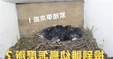 夢到撿到鳥