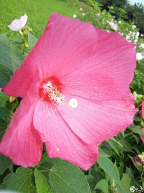 芙蓉花語