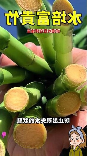 富貴竹寓意