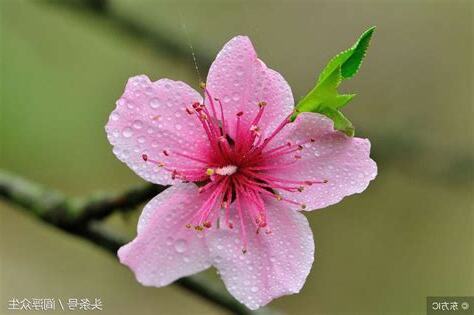 咸池桃花是什么意思
