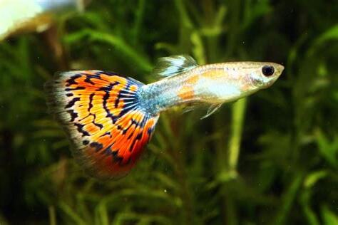 夢見孔雀魚
